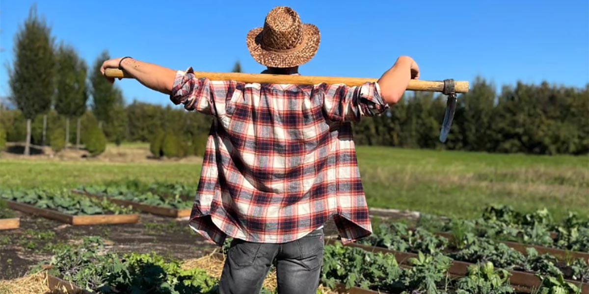 Ortaggi antichi, "l'Agricultore" insegna come coltivarli